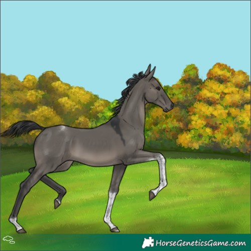 Horse Color:Grullo Tobiano