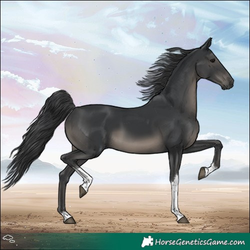 Horse Color:Black Tobiano 