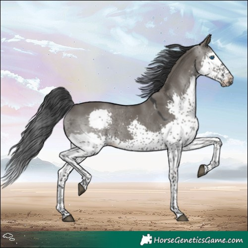 Horse Color:Grullo Splash Tobiano 