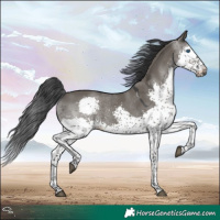 Horse Color:Grullo Splash Tobiano 