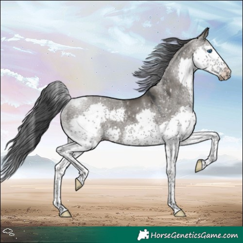 Horse Color:Grullo Splash Tobiano 