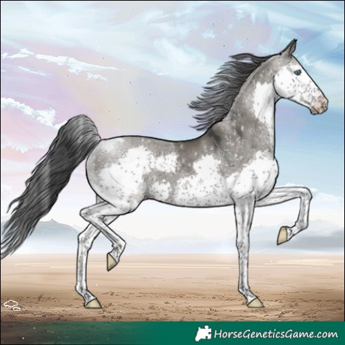 Horse Color:Grullo Splash Tobiano