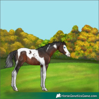 Horse Color:Bay Splash Tobiano Rabicano