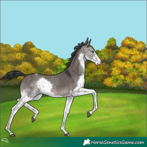 Horse Color:Grullo Splash Tobiano 