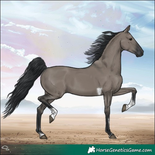 Horse Color:Grullo Tobiano