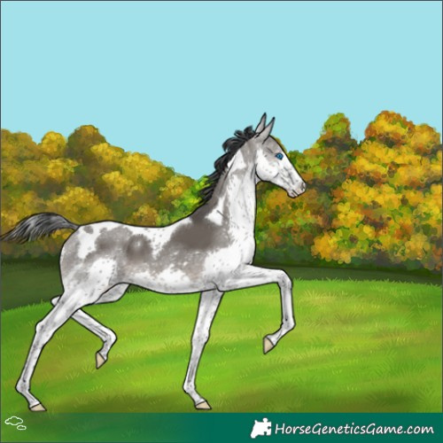Horse Color:Grullo Splash Tobiano 