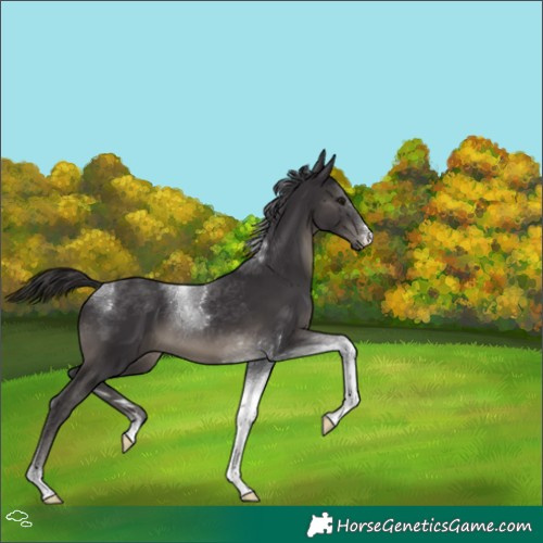Horse Color:Smoky Black Tobiano 
