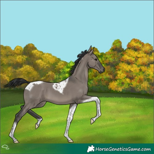 Horse Color:Grullo Tobiano