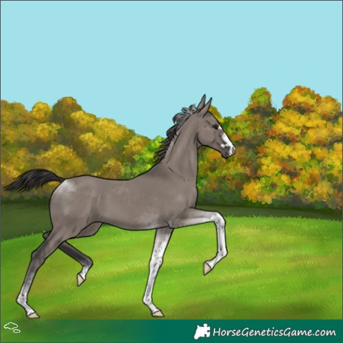 Horse Color:Smoky Grullo Tobiano