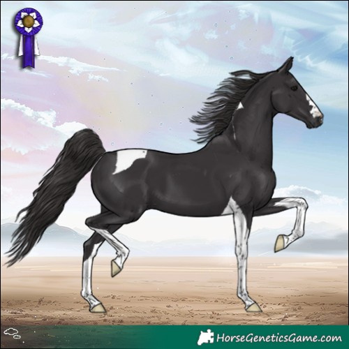 Horse Color:Smoky Black Tobiano 