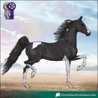 Horse Color:Smoky Black Tobiano