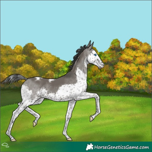 Horse Color:Grullo Splash Tobiano 