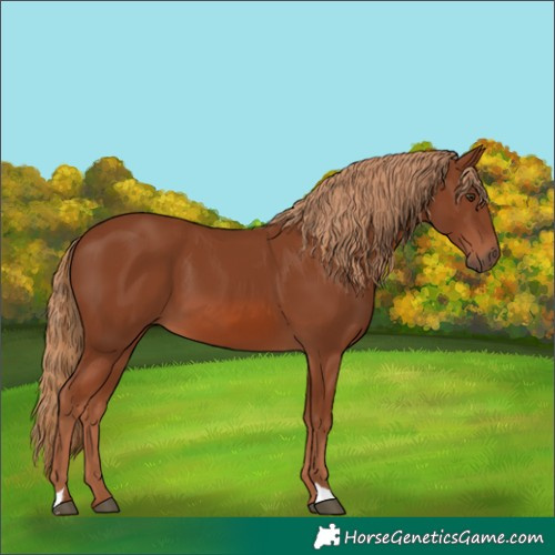 Horse Color:Chestnut 