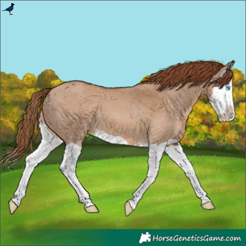 Horse Color:Red Dun Splash 