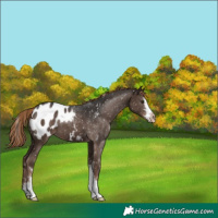 Horse Color:Liver Chestnut Sabino Blanket 
