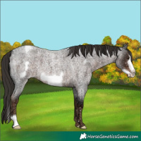 Horse Color:Liver Red Ice Roan Frame Snowflake Varnish 