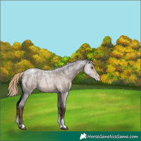 Horse Color:Chocolate Palomino Ice Roan Sabino Varnish Rabicano 