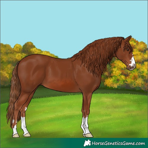 Horse Color:Chestnut 