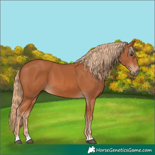 Horse Color:Chestnut 