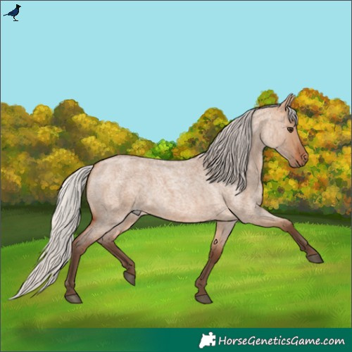 Horse Color:Silver Bay Roan Dun