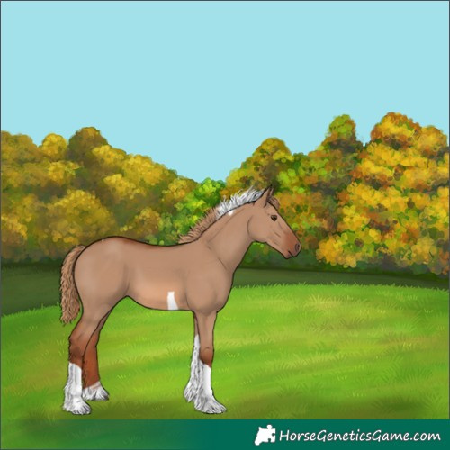 Horse Color:Red Dun Tobiano 