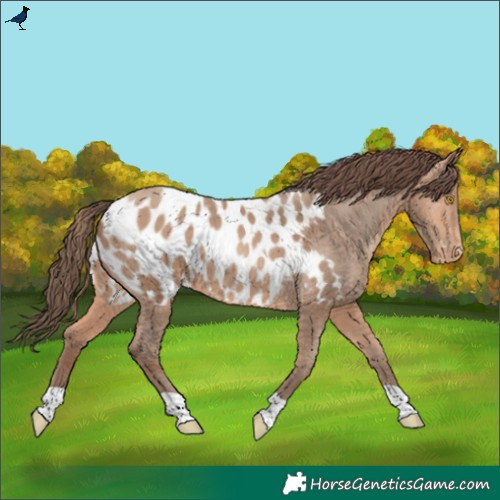 Horse Color:Amber Champagne Near Leopard