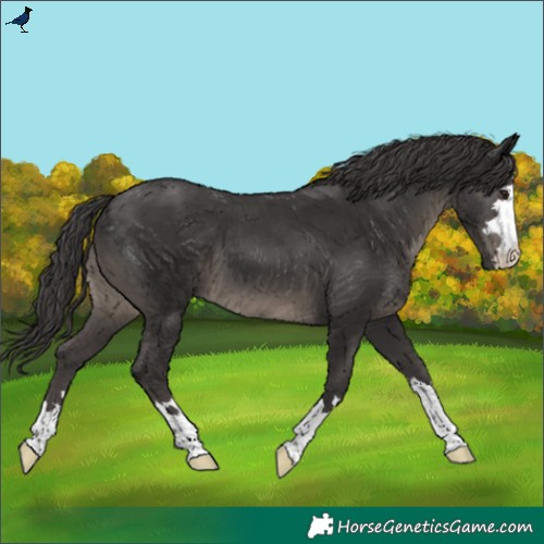 Horse Color:Smoky Black