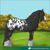 Horse Color:Black Near Leopard