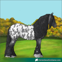 Horse Color:Blue Roan Appaloosa 