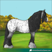 Horse Color:Blue Roan Appaloosa 