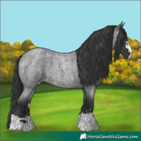 Horse Color:Blue Roan 