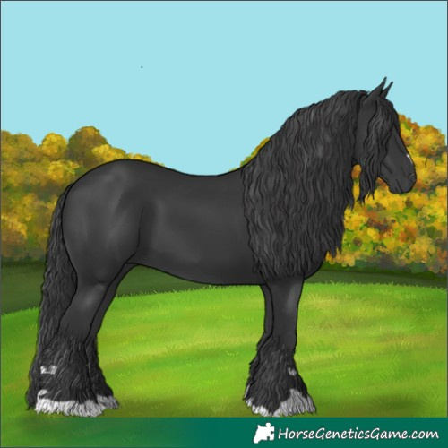 Horse Color:Black 