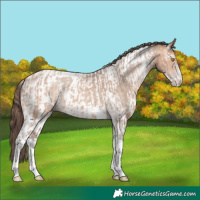 Horse Color:Amber Champagne Sabino Tobiano Appaloosa and Amber Champagne Sabino Tobiano Appaloosa Rabicano