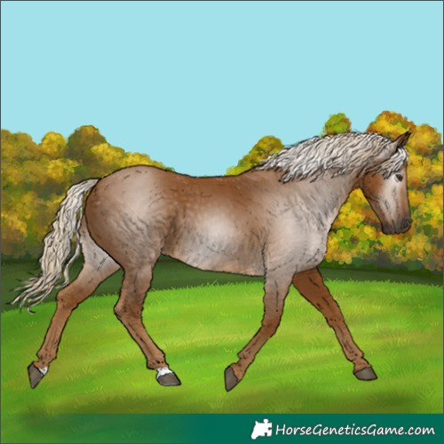 Horse Color:Unknown 