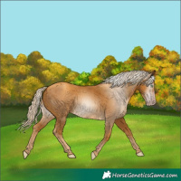 Horse Color:Gray Gold Cream Champagne