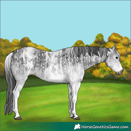 Horse Color:Gray White Spotted Black  and Gray White Spotted Black 