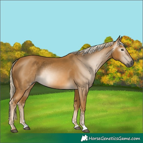 Horse Color:Gray Palomino 