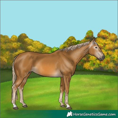 Horse Color:Gray Palomino