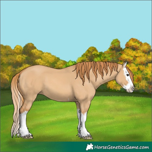 Horse Color:Red Dun Splash 