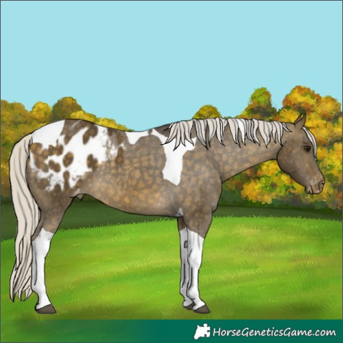 Horse Color:Silver Buckskin Tobiano Appaloosa 