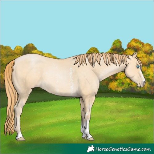 Horse Color:Buckskin Pearl Sabino 