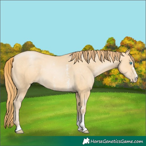 Horse Color:Buckskin Pearl Sabino 