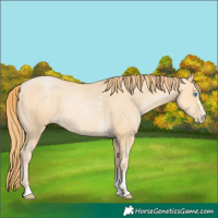 Horse Color:Buckskin Pearl Sabino 