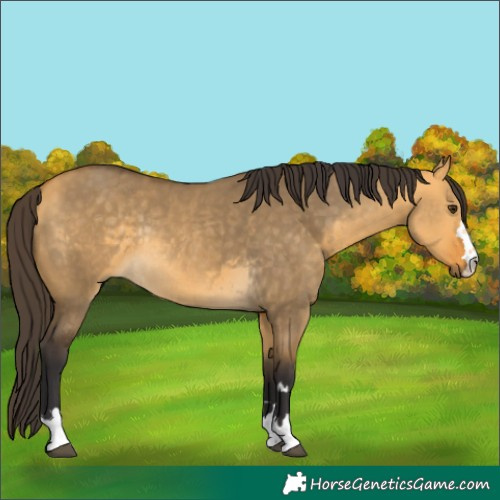 Horse Color:Buckskin Dun Rabicano 