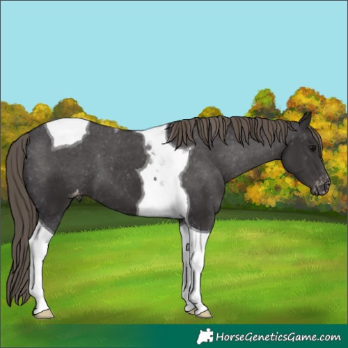 Horse Color:Smoky Black Tobiano Varnish