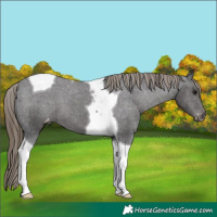 Horse Color:Smoky Black Tobiano Varnish 