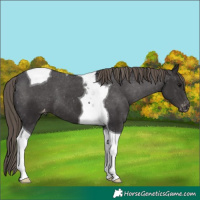 Horse Color:Smoky Black Tobiano Varnish 