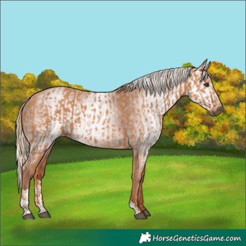Horse Color:Chestnut and Gray Chestnut