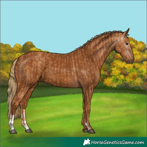 Horse Color:Chestnut  and Gray Chestnut 