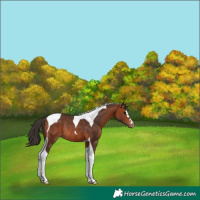 Horse Color:Bay Tobiano Varnish Rabicano 